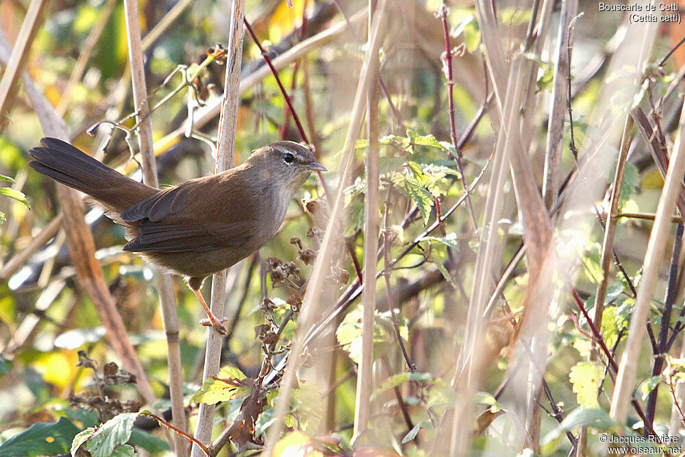 Bouscarle de Cettiadulte, identification
