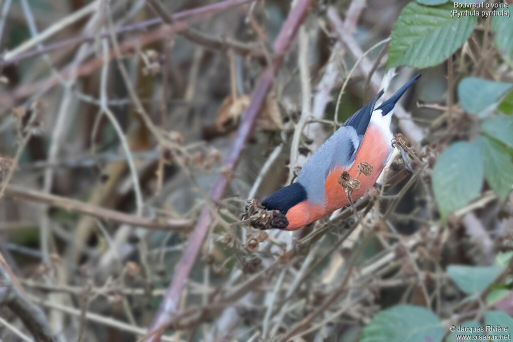Bouvreuil pivoine mâle adulte, identification, mange
