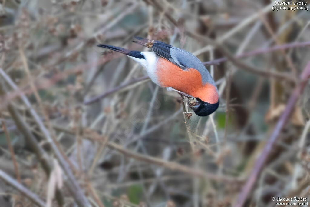 Bouvreuil pivoine mâle adulte nuptial, identification, mange
