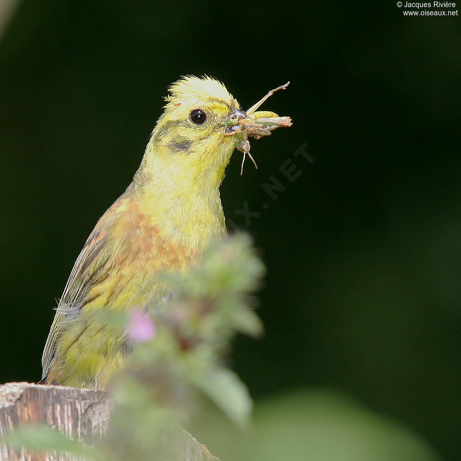 Bruant jaune mâle adulte nuptial