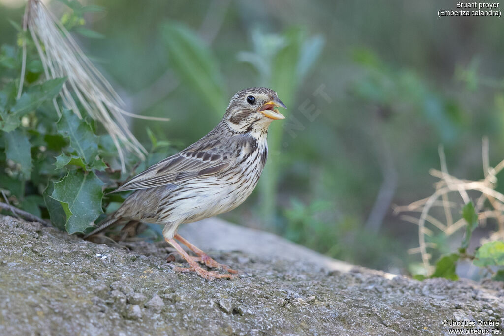 Corn Buntingadult breeding, identification