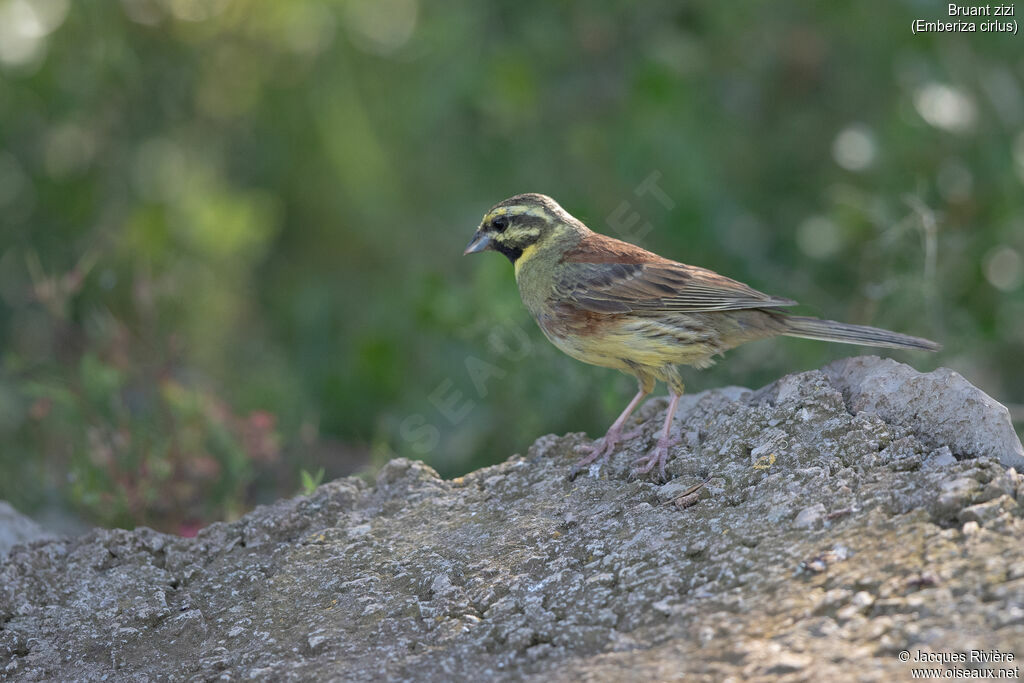 Cirl Bunting male adult breeding, identification