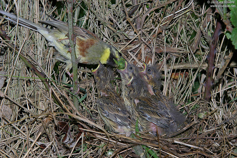 Bruant zizi mâle adulte nuptial, Nidification