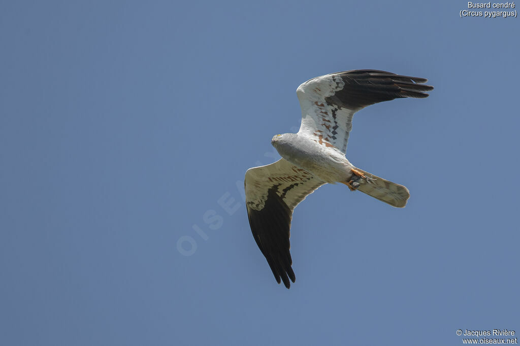 Montagu's Harrier male adult breeding, Flight