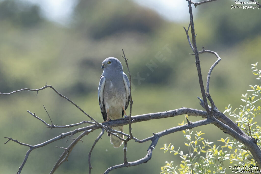 Montagu's Harrier male adult breeding, identification