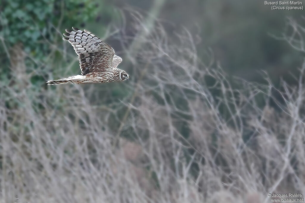 Hen Harrier female adult, Flight