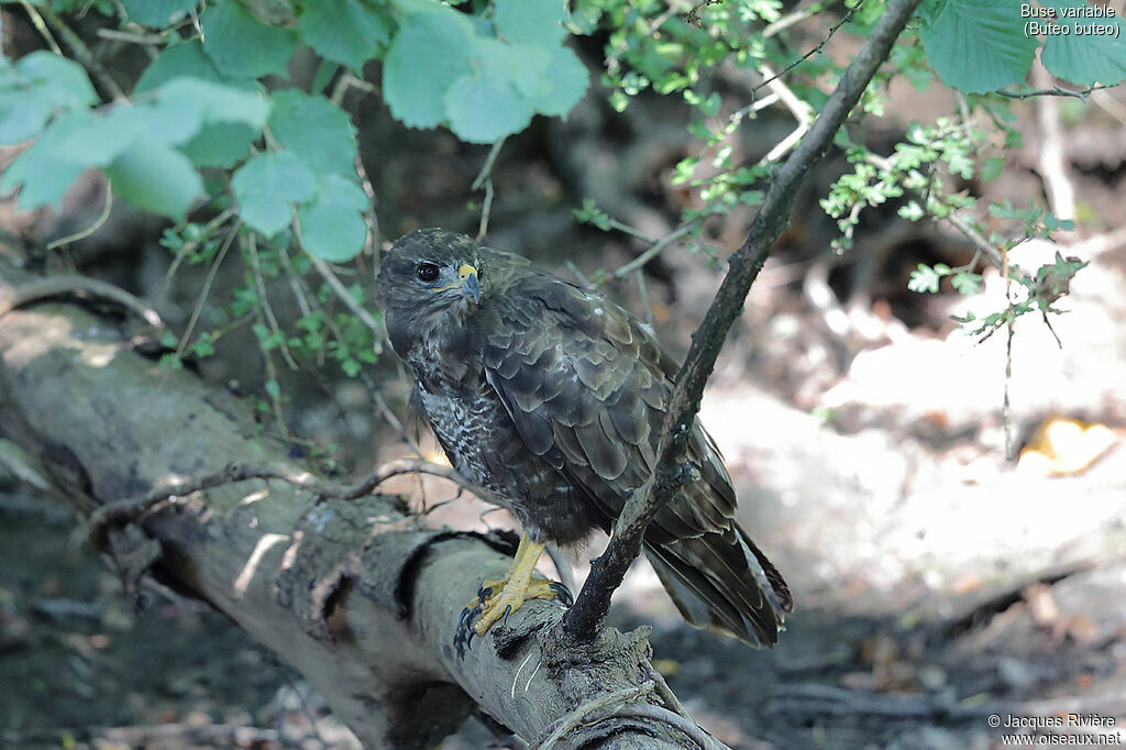 Buse variableadulte, identification