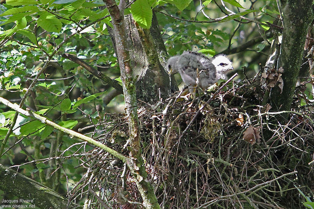 Buse variablePoussin, identification, Nidification