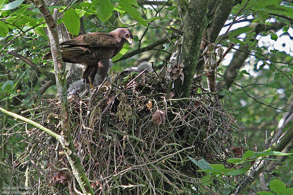 Buse variable mâle adulte nuptial, Nidification