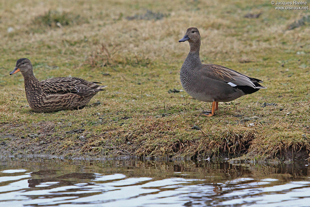 Canard chipeau adulte nuptial