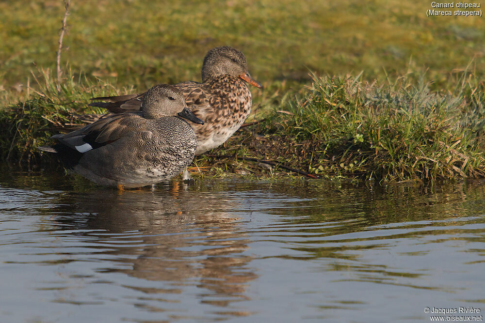 Canard chipeauadulte nuptial