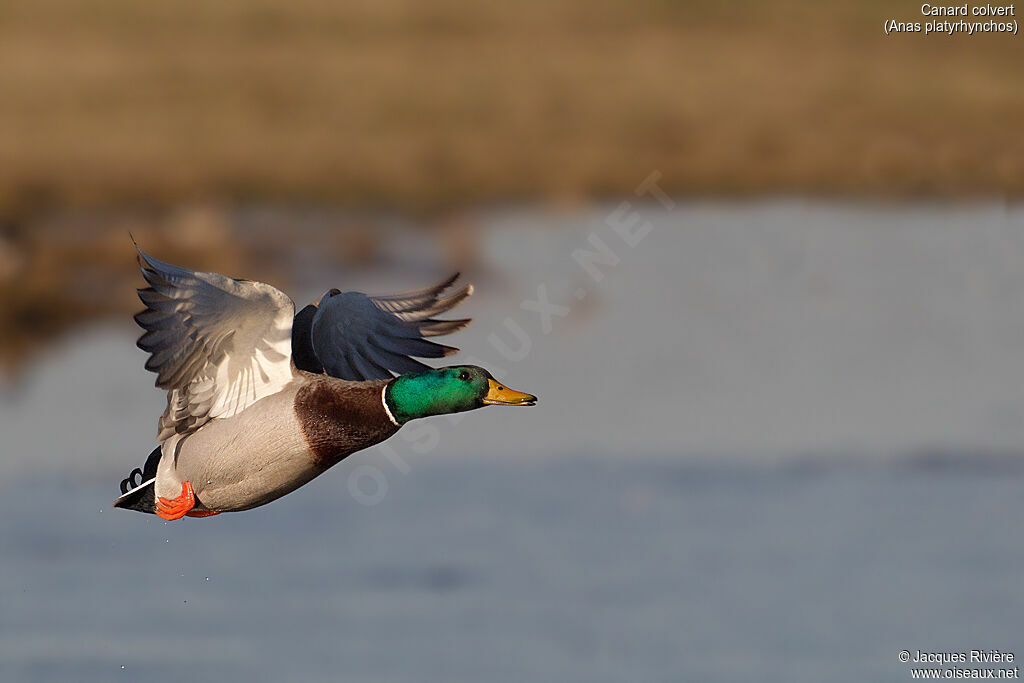 Mallardadult breeding, Flight
