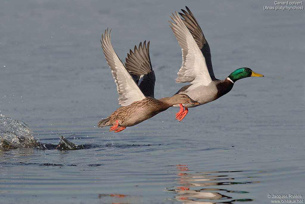 Canard colvertadulte nuptial, Vol