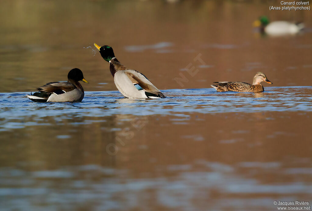 Mallardadult, courting display