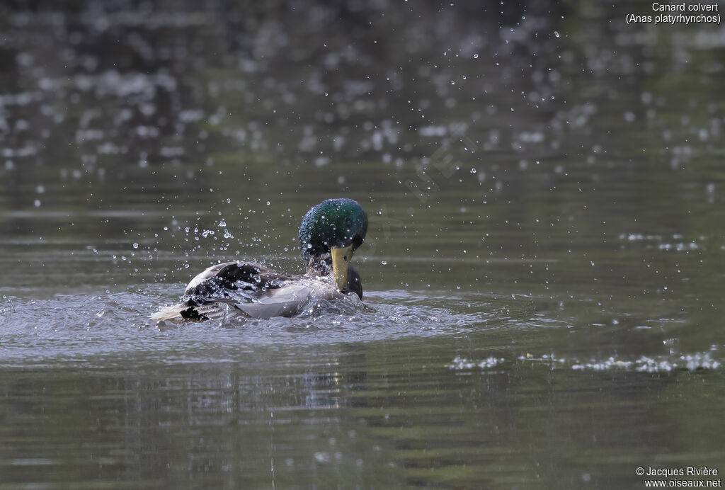Canard colvert mâle adulte nuptial, identification, soins