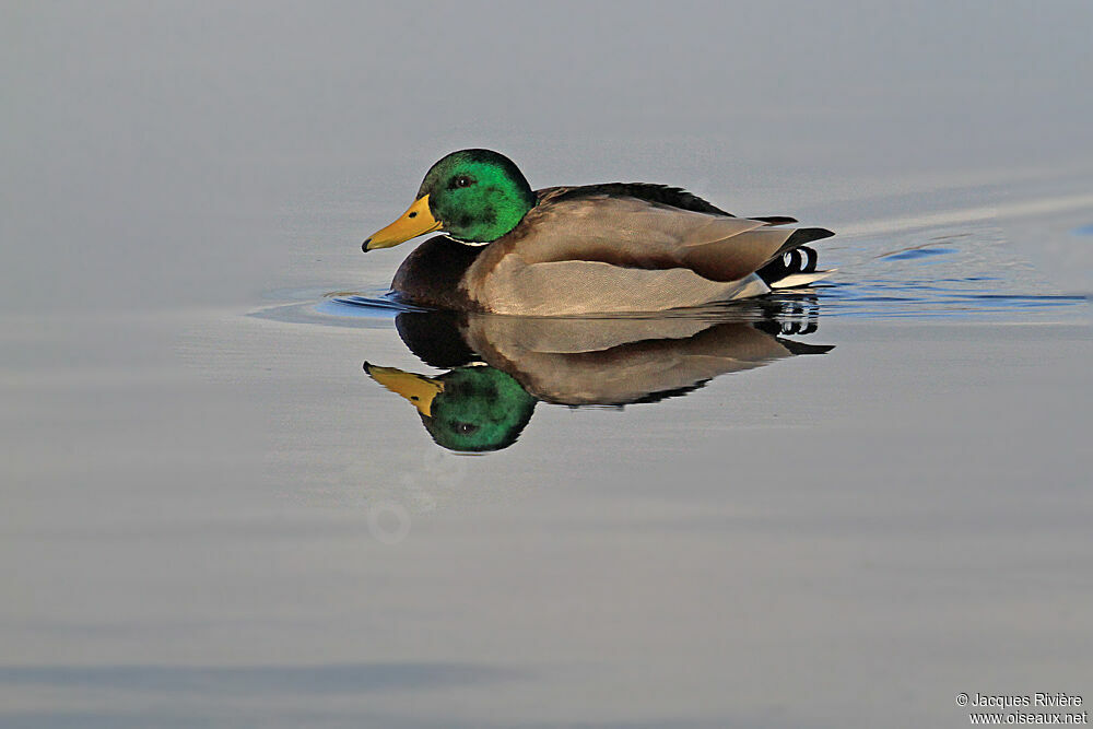 Mallard male adult breeding