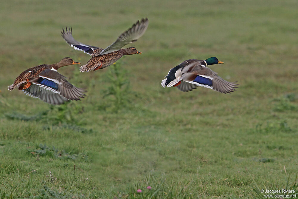 Canard colvert adulte nuptial, Vol