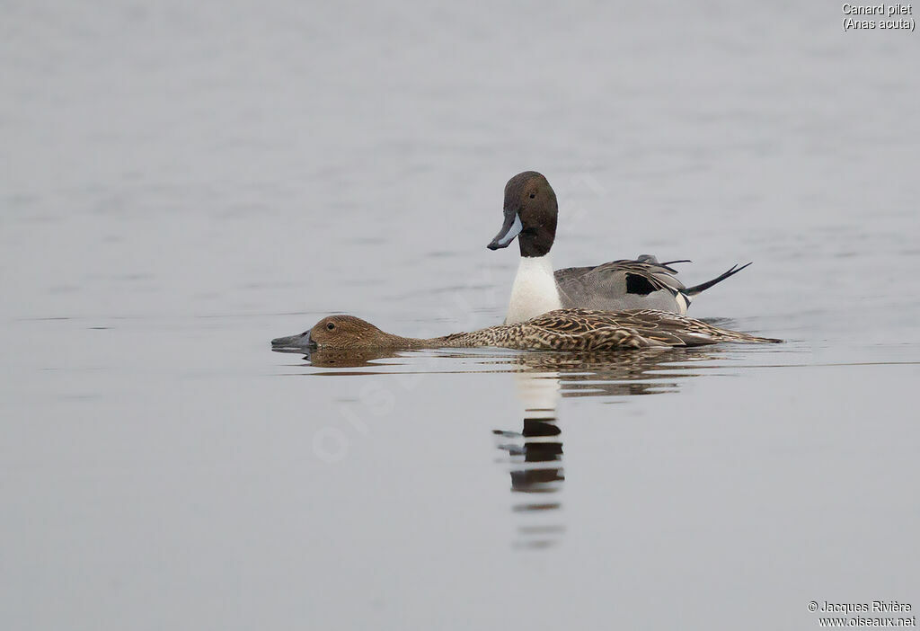 Canard piletadulte, parade, accouplement.