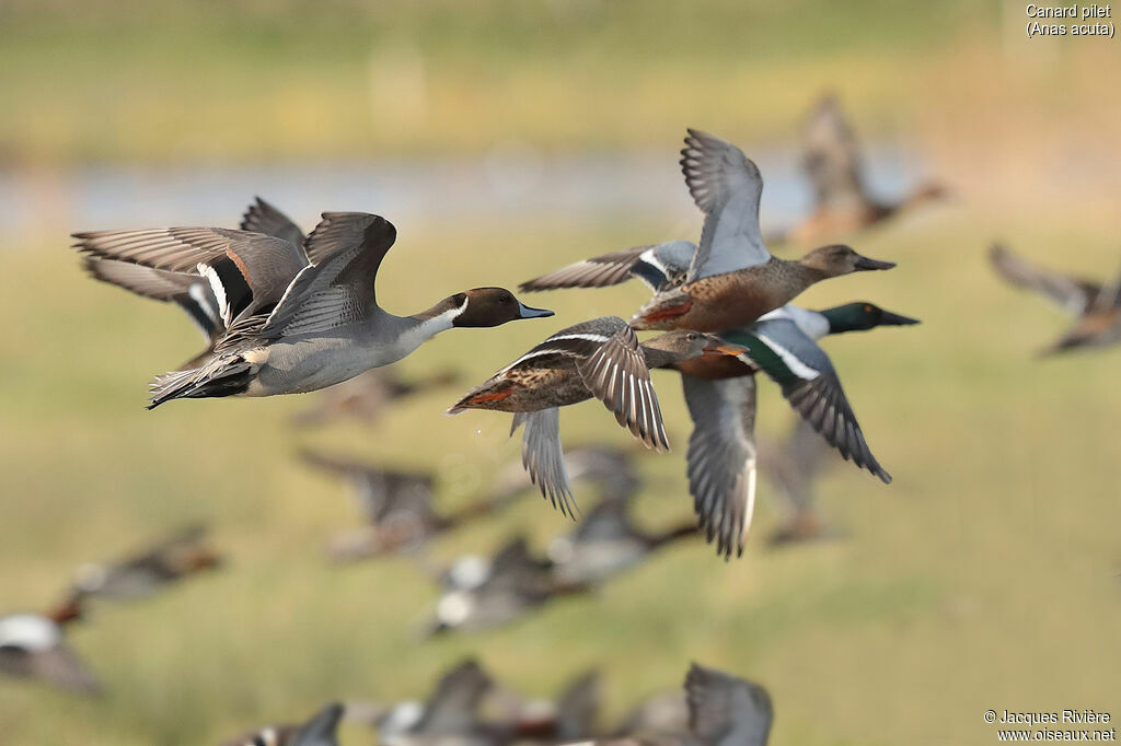 Canard pilet mâle adulte nuptial, Vol