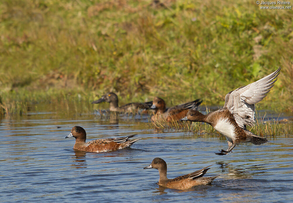 Canard siffleur, Vol