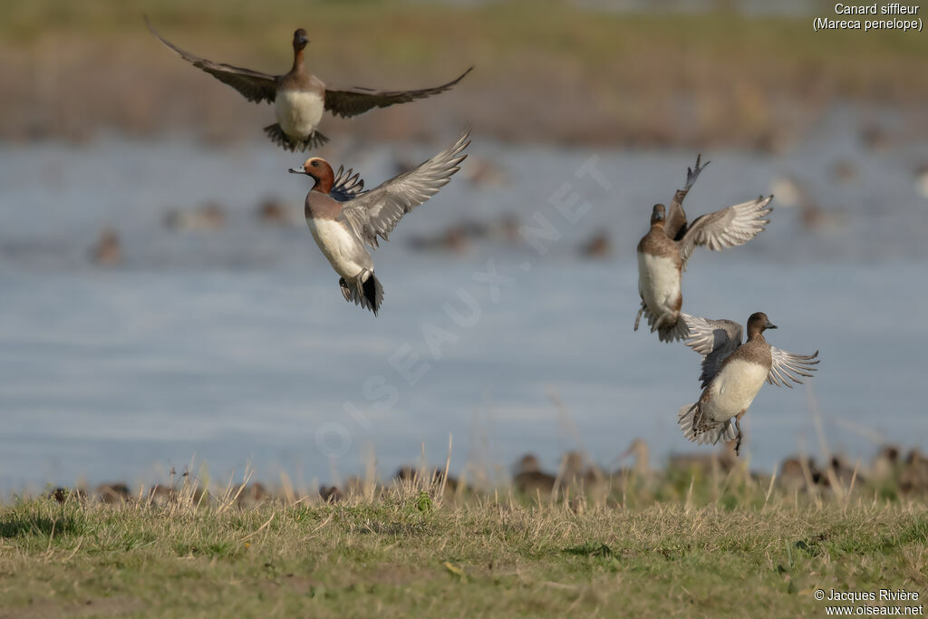 Canard siffleuradulte, Vol