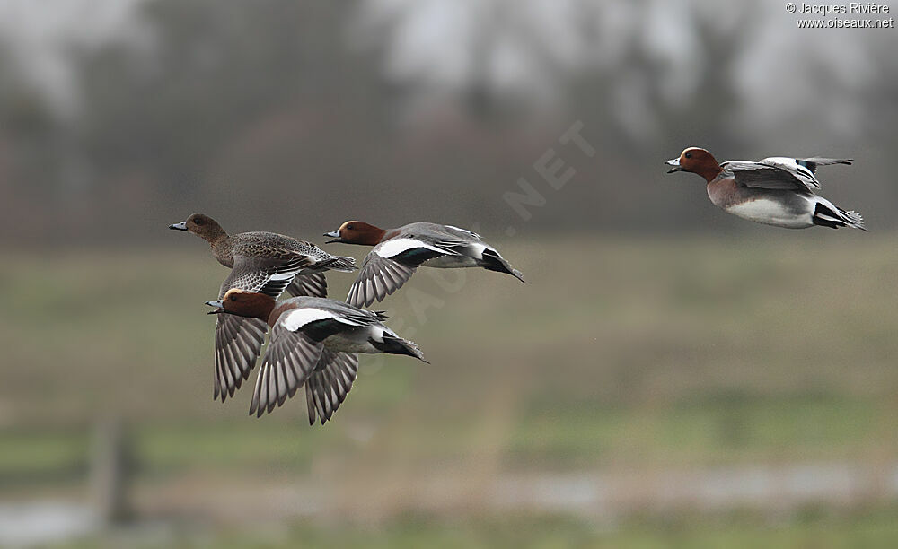 Canard siffleur adulte nuptial, Vol