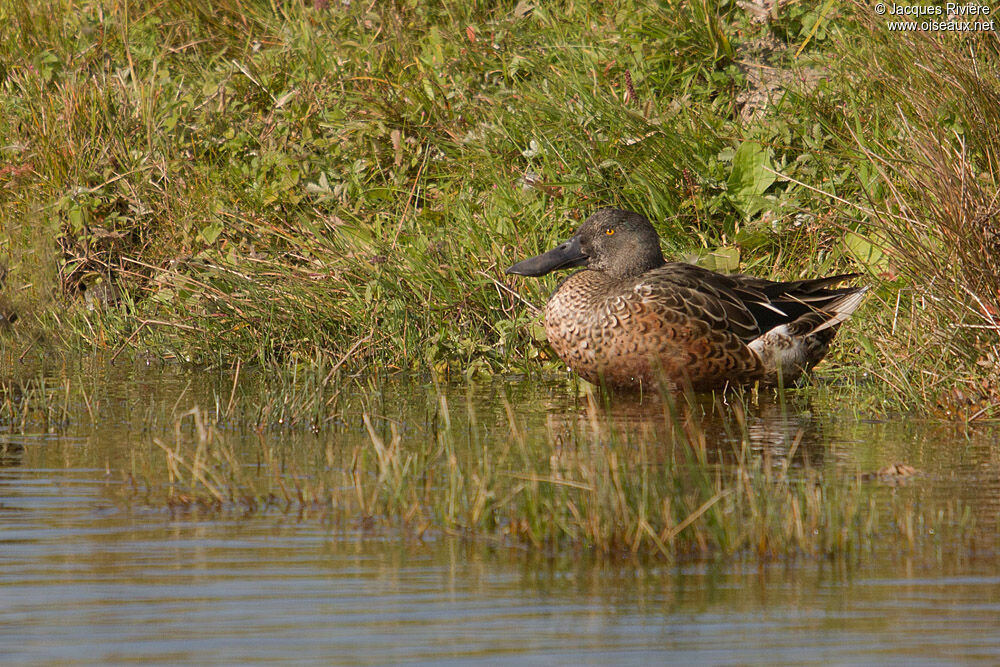 Canard souchet mâle