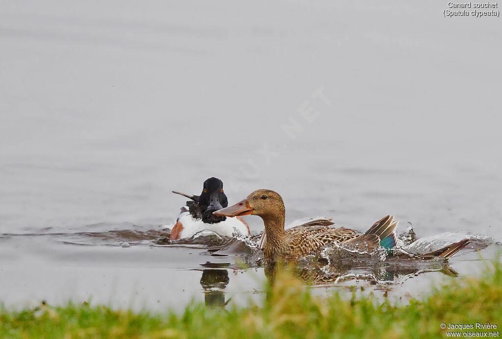 Canard souchetadulte nuptial