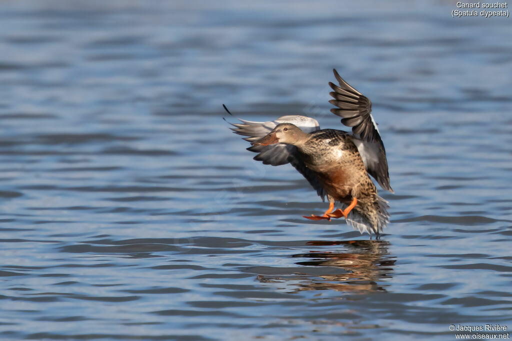 Canard souchet femelle adulte, Vol