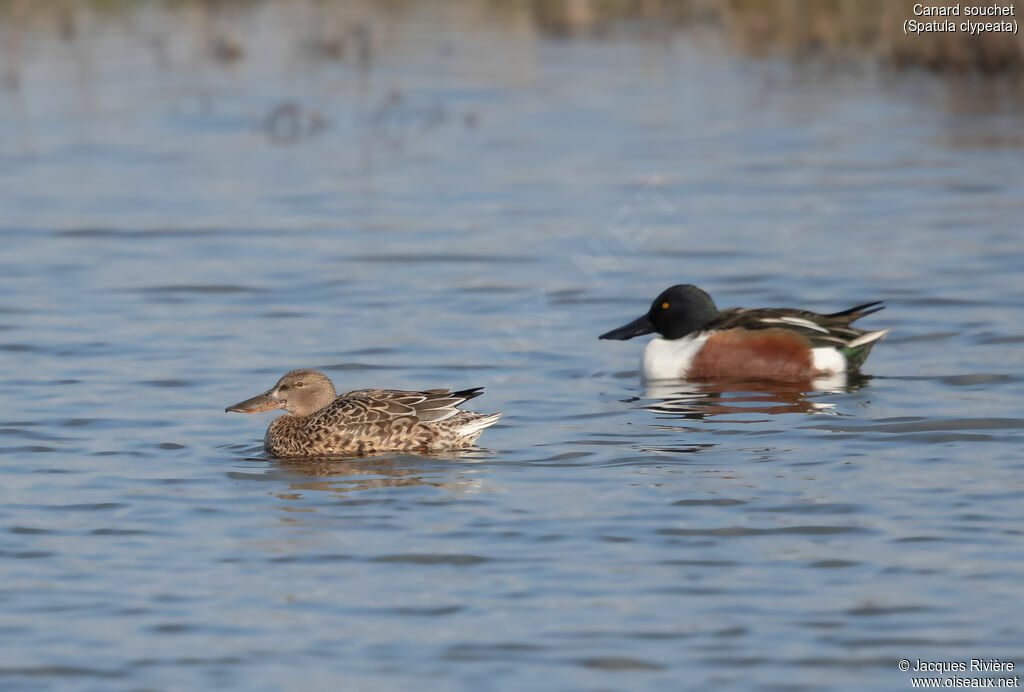 Canard souchetadulte nuptial, nage