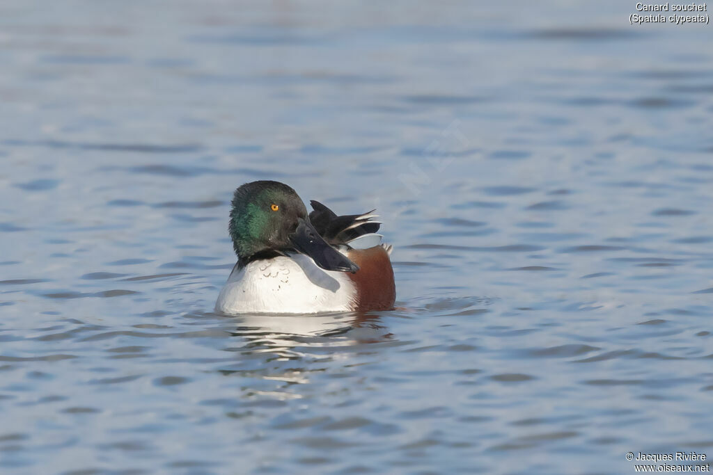 Canard souchet mâle adulte nuptial, nage