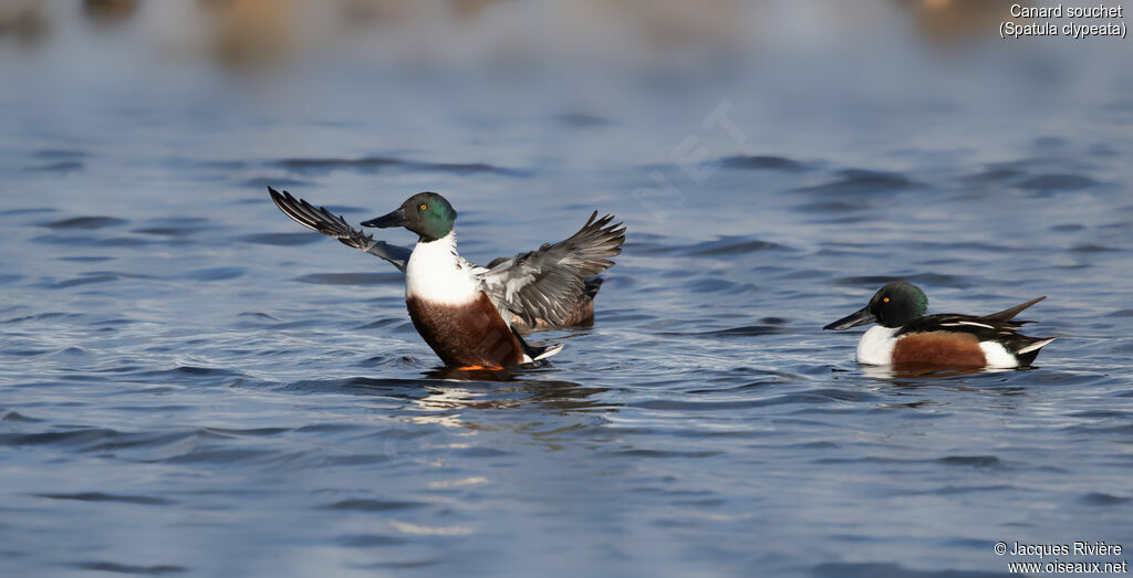 Canard souchet mâle adulte, identification, nage