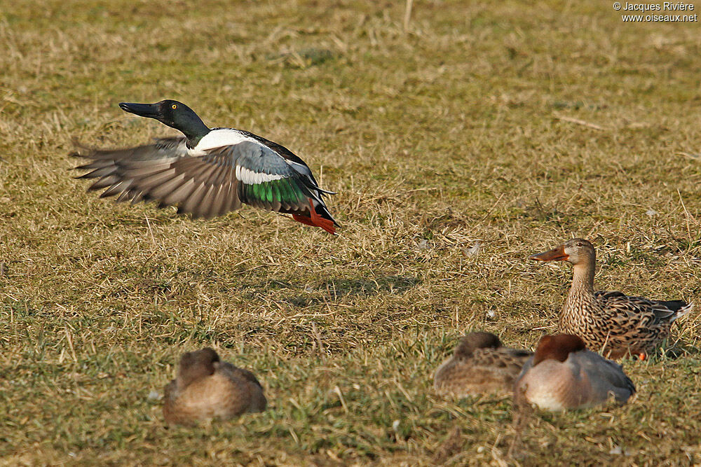 Canard souchet adulte nuptial