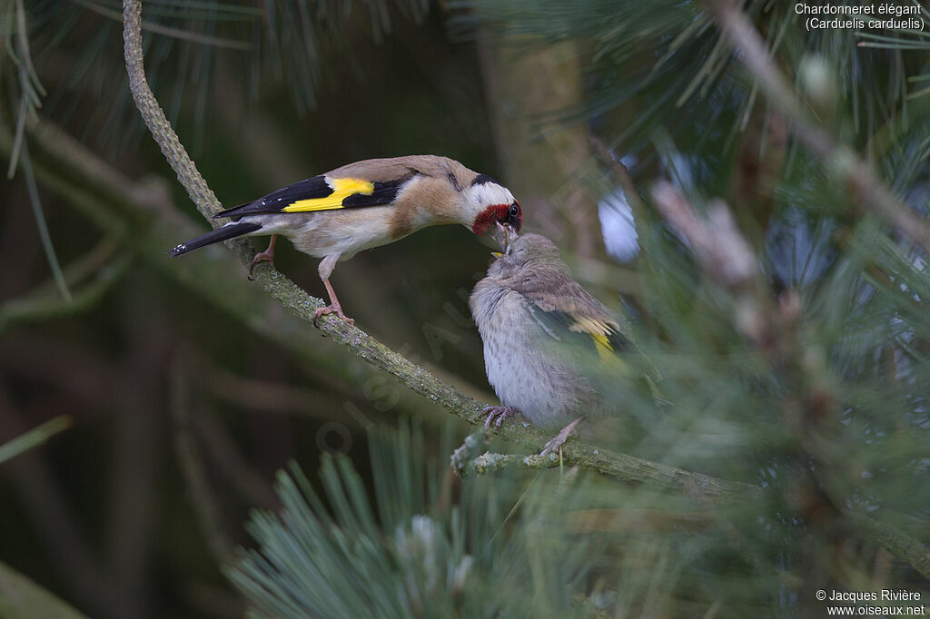Chardonneret élégantadulte nuptial, identification, mange, Nidification