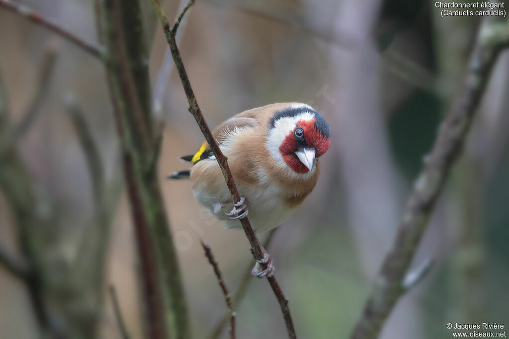 Chardonneret élégant mâle adulte nuptial, identification