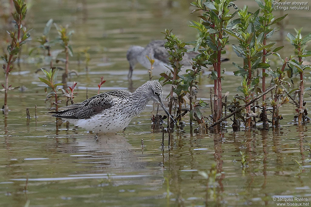 Common Greenshankadult breeding, identification