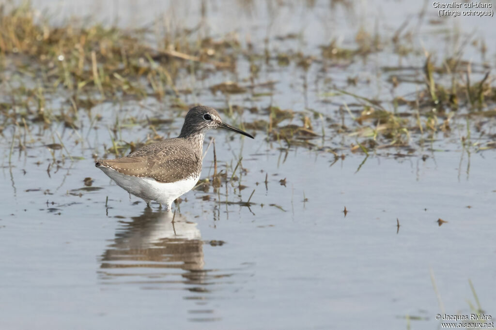 Green Sandpiperadult, identification