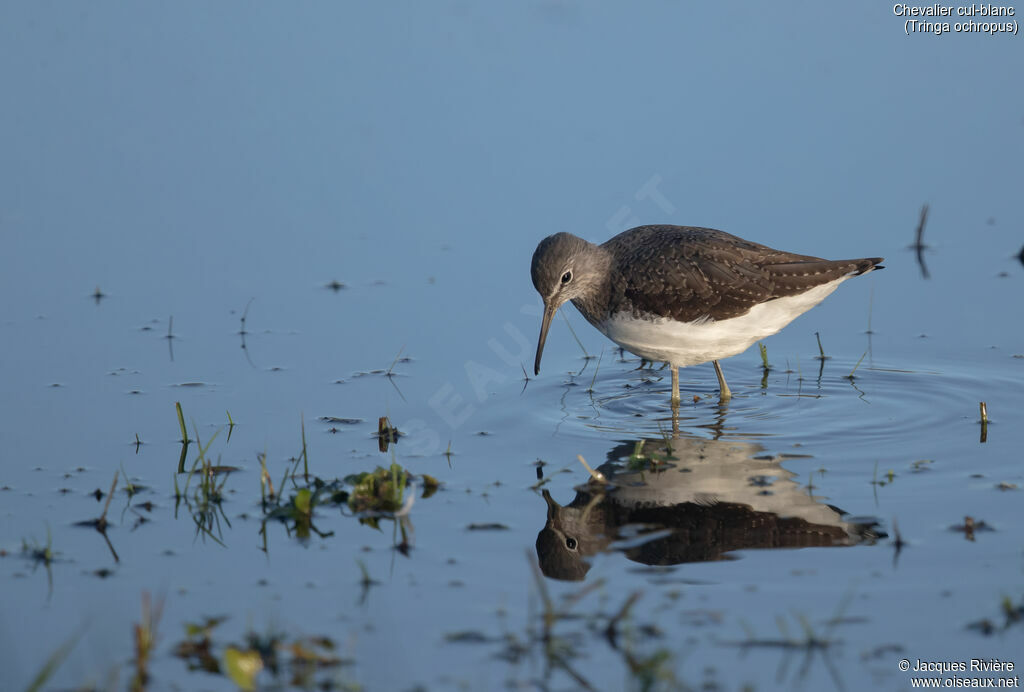 Chevalier cul-blanc - Chevalier culblanc<br />adulte, identification