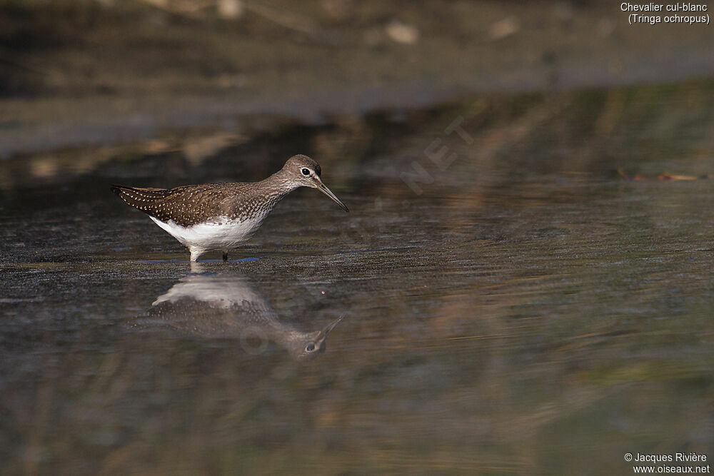 Green Sandpiperadult, identification, fishing/hunting