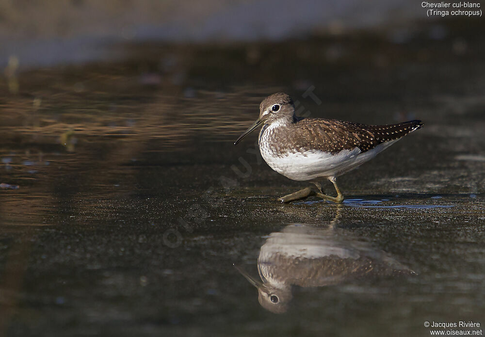Green Sandpiperadult, identification, fishing/hunting