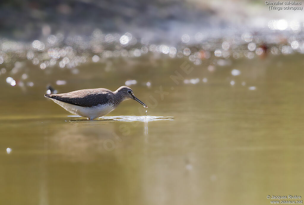 Green Sandpiperadult post breeding, identification, fishing/hunting