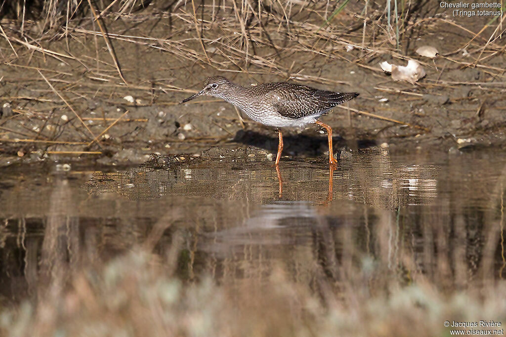 Common Redshankadult, identification