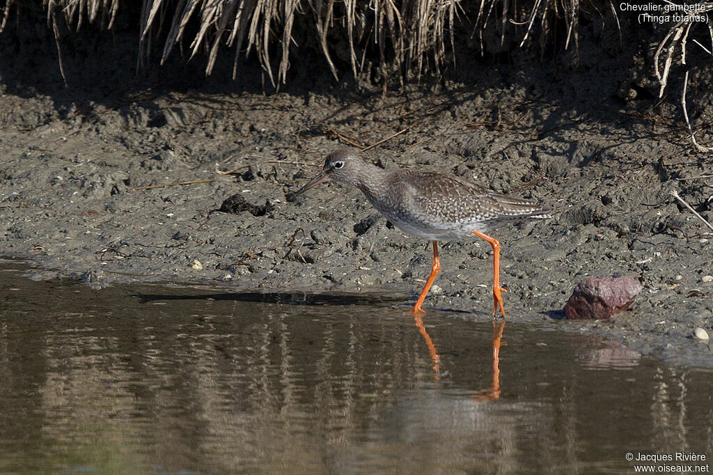 Common Redshank