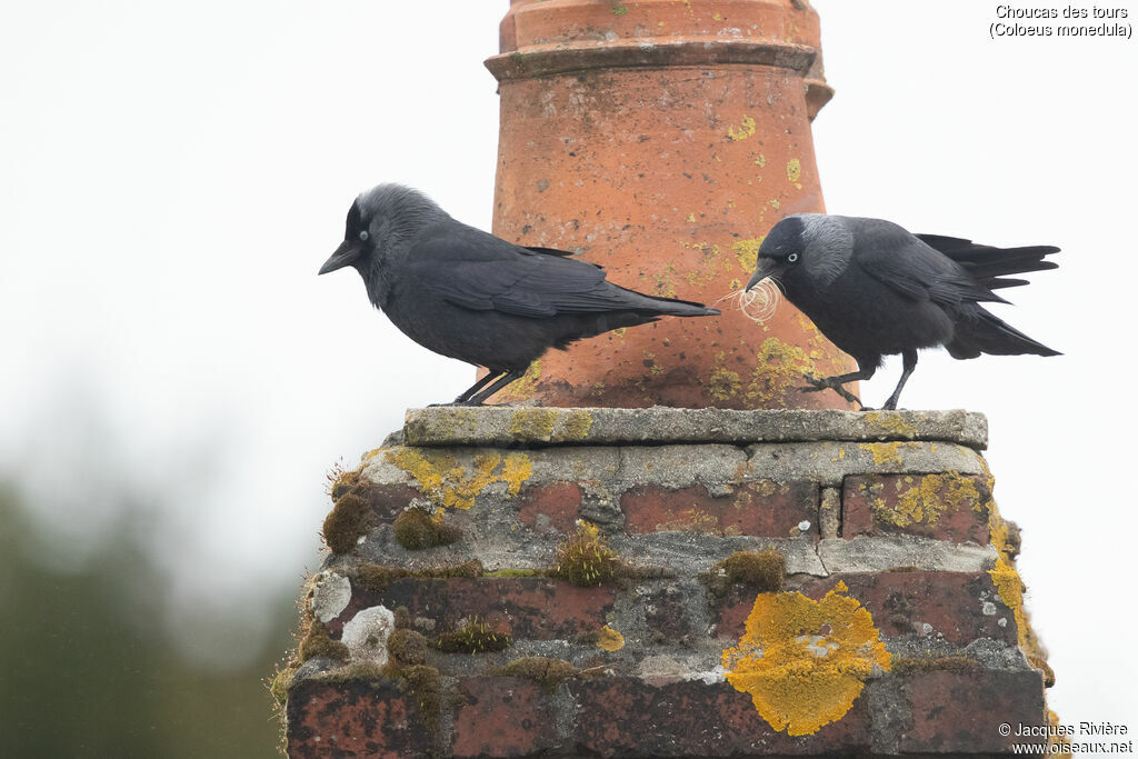 Choucas des toursadulte nuptial, Nidification