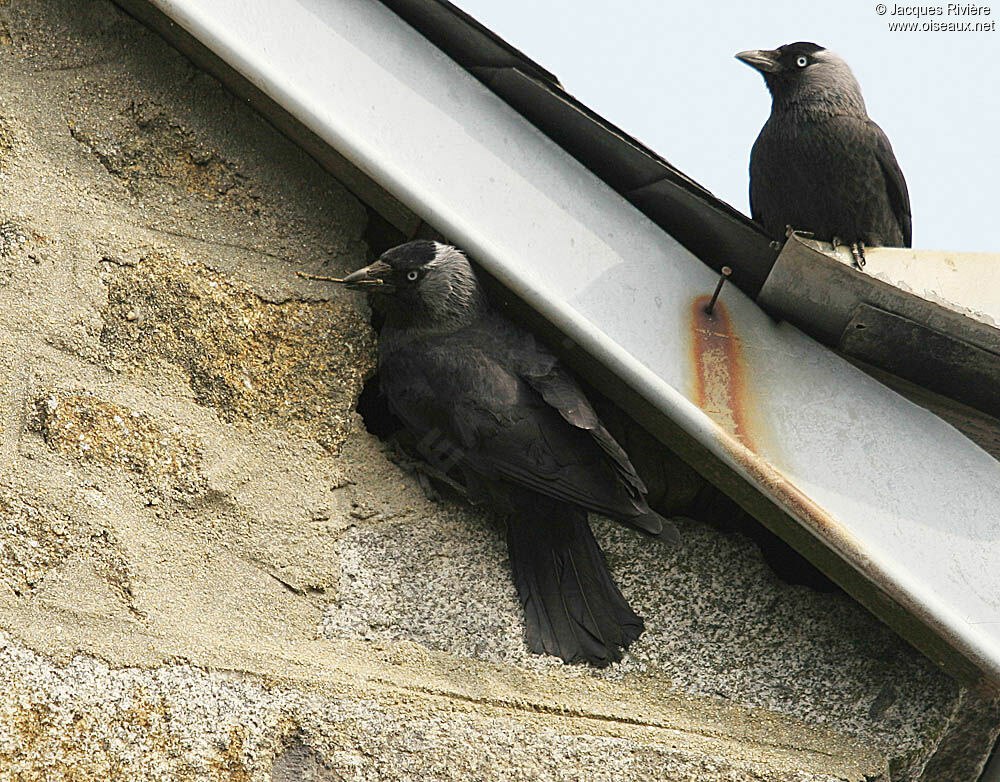 Choucas des tours , Nidification
