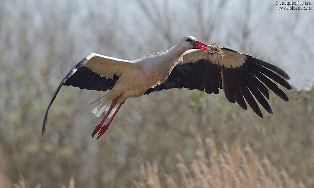 White Storkadult breeding, Behaviour
