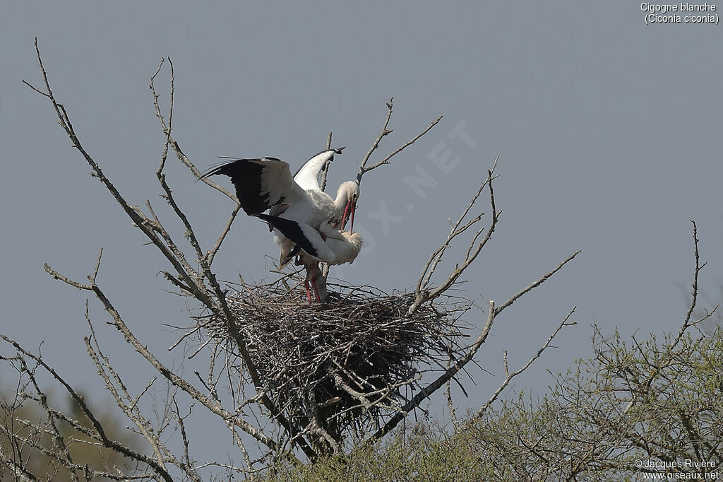White Storkadult breeding, mating.