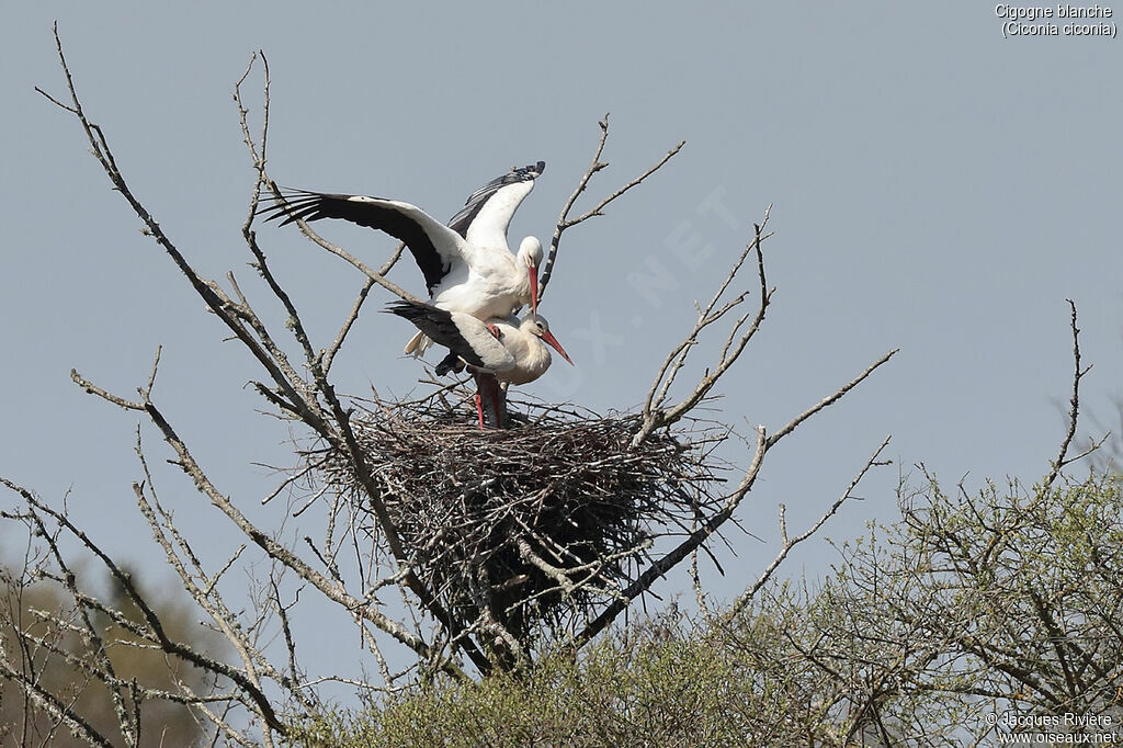 White Storkadult breeding, mating.