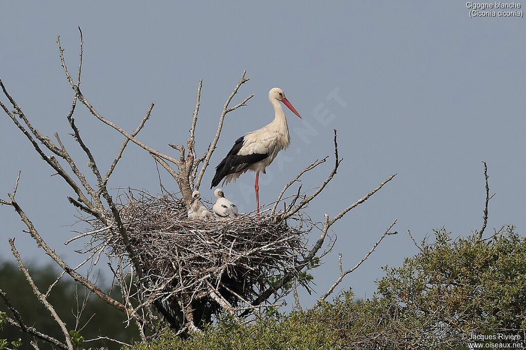 White Stork, identification, Reproduction-nesting