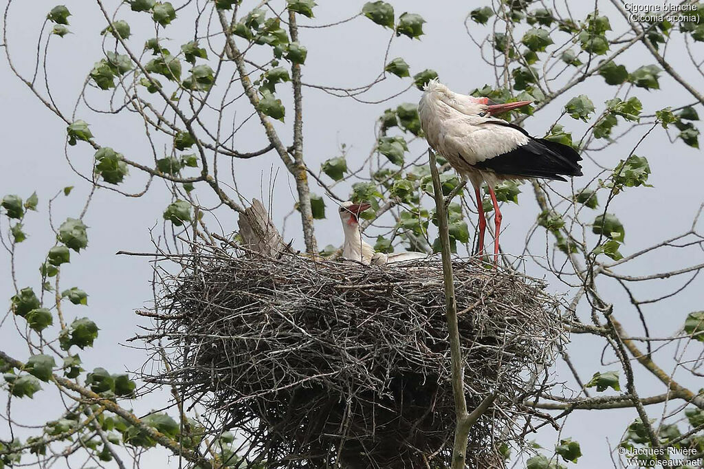 Cigogne blanche
